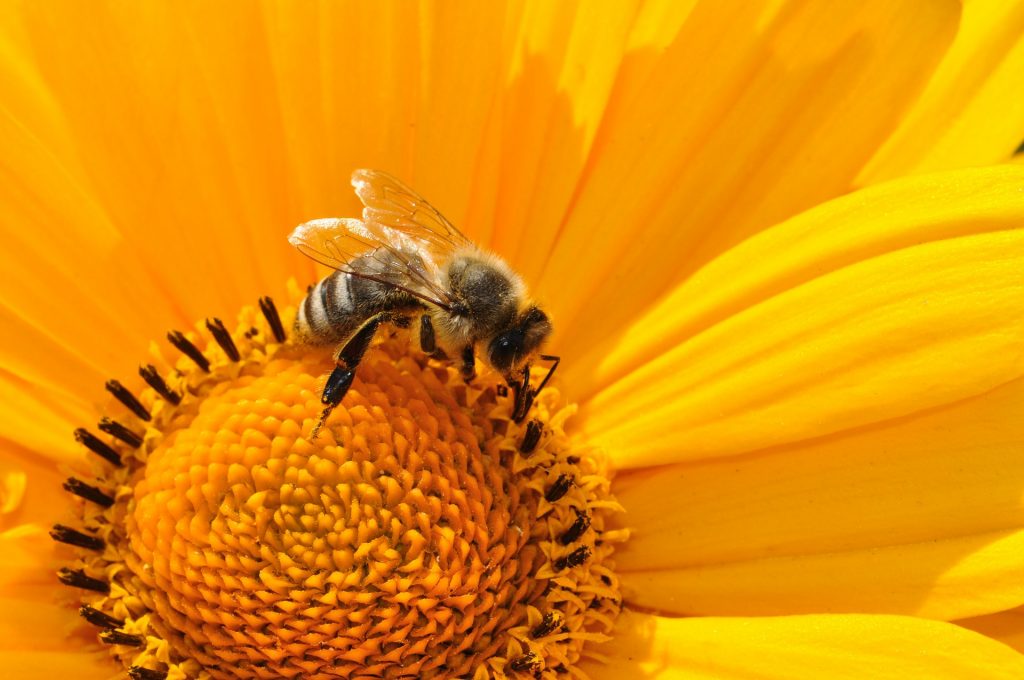 Abeille qui butine un tournesol.