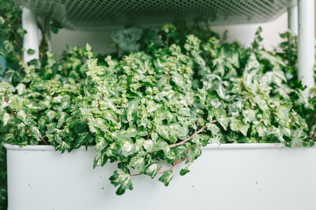 Une jardinière plantée de Hedera helix